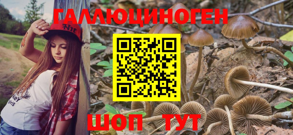 Псилоцибиновые грибы Psilocybe  Вход с VPN  Унеча 